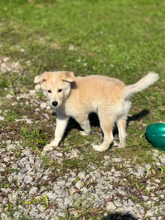 Собаки в Чехове: Малыш ищет свой дом! Мальчик, Бесплатно - фото 2