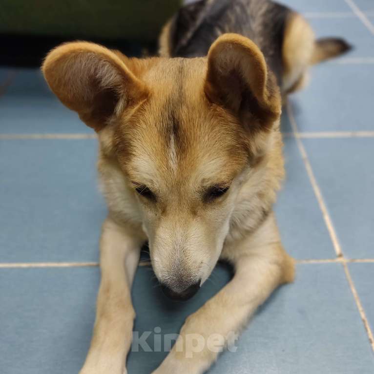 Собаки в Москве: Миша Мальчик, Бесплатно - фото 2