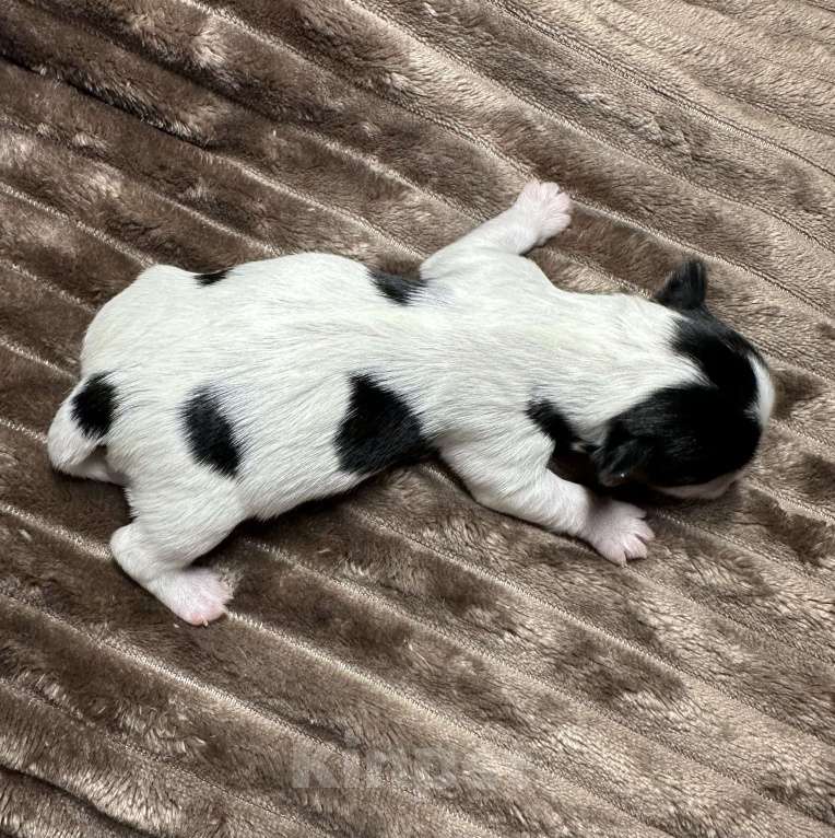 Собаки в Сарове: Щенки Мальчик, 50 000 руб. - фото 1