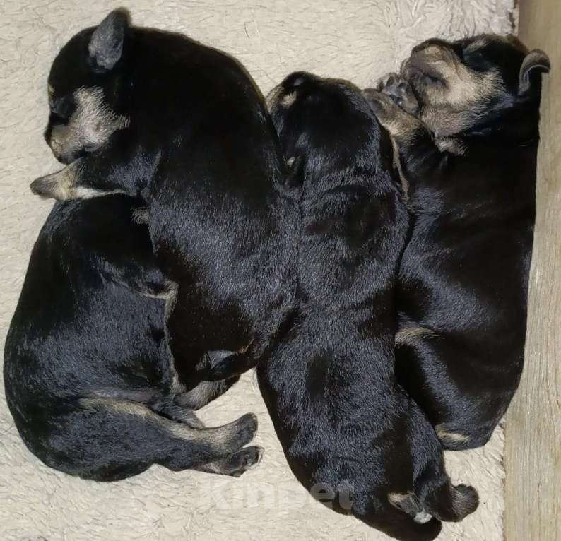 Собаки в Краснодаре: щенок цвергшнауцера Девочка, 60 000 руб. - фото 4