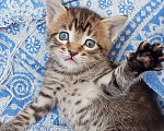 Кошки в Балашихе: Кот Мальчик, Бесплатно - фото 2