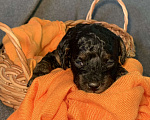 Собаки в Гатчине: Продажа щенков той-пудель Мальчик, 45 000 руб. - фото 6