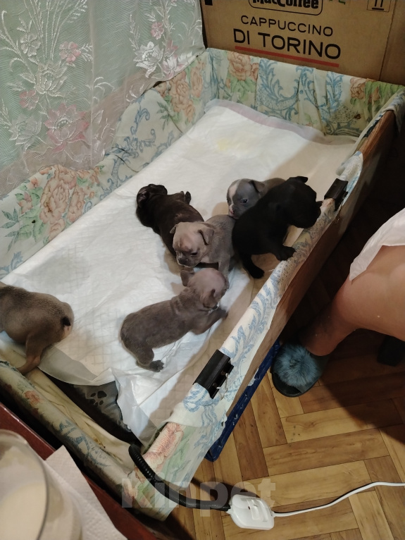 Собаки в других городах Краснодарского края: Щенки франзуского Бульдога Мальчик, 30 000 руб. - фото 9