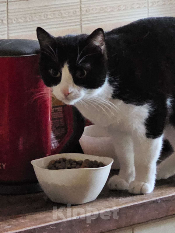 Кошки в других городах Московской области: Пропал черно-белый котик Мальчик, 2 000 руб. - фото 2