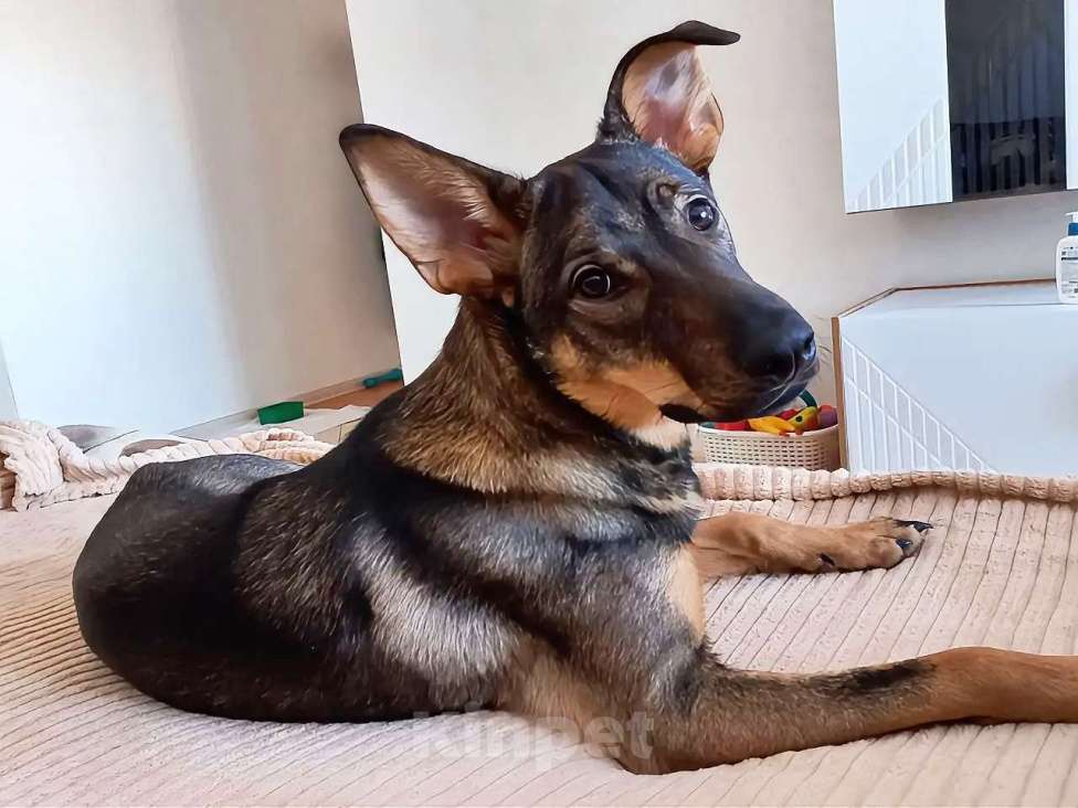 Собаки в Новосибирске: Щенок в добрые руки Девочка, Бесплатно - фото 1