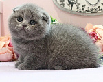 Кошки в Москве: Плюшевый котик Мальчик, 35 000 руб. - фото 2