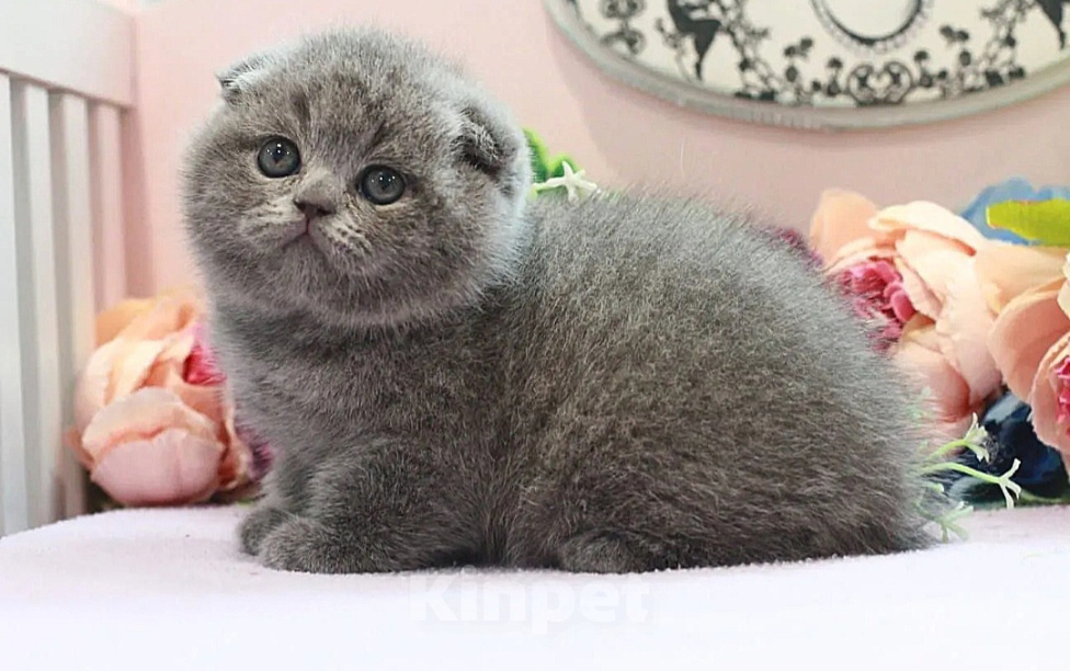 Кошки в Москве: Плюшевый котик Мальчик, 35 000 руб. - фото 2