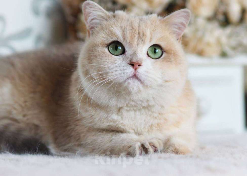 Кошки в Москве: Британская кошка для разведения Девочка, 100 000 руб. - фото 3