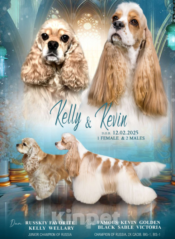 Собаки в Люберцах: Норд Мальчик, 70 000 руб. - фото 4