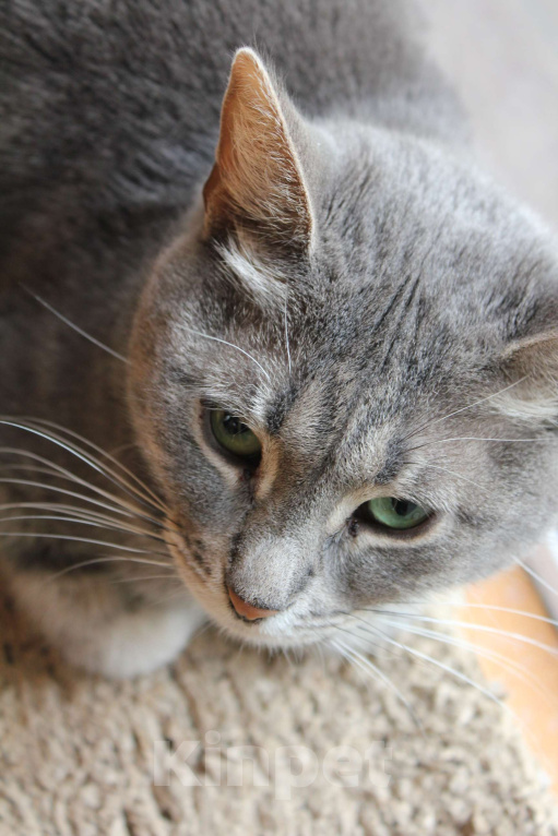 Кошки в Москве: Тысяча дней ожидания  Девочка, Бесплатно - фото 2