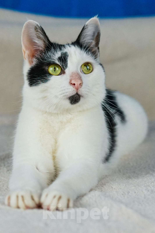 Кошки в Москве: Ласковый котик Амур а добрые руки  Мальчик, Бесплатно - фото 5