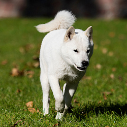 Хоккайдо (айну)