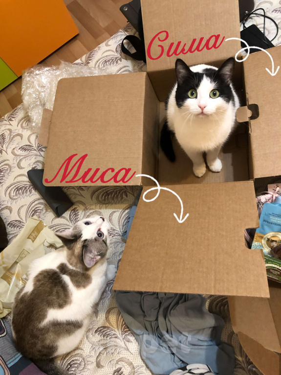 Кошки в Оренбурге: Миса Девочка, Бесплатно - фото 4