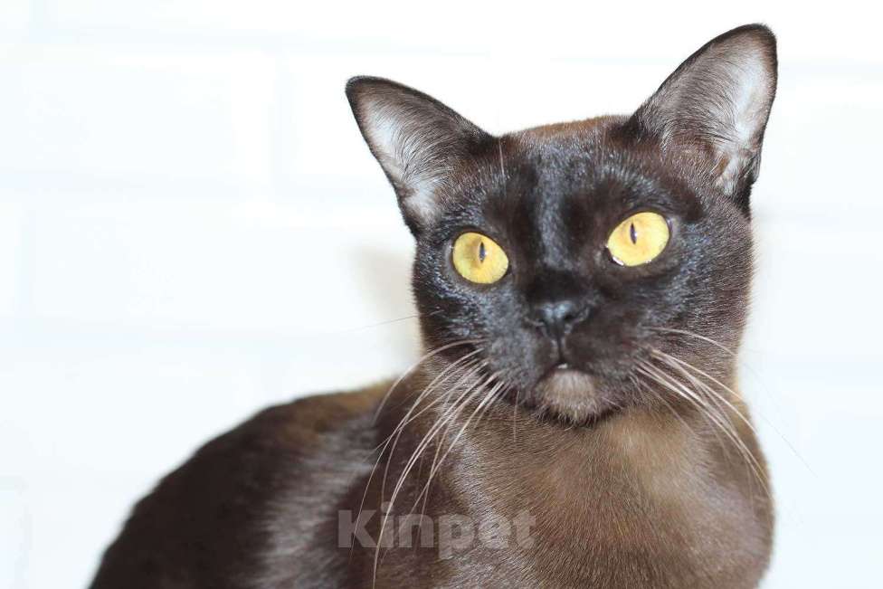 Кошки в Москве: Бурма - молодая соболиная кошечка Девочка, 25 000 руб. - фото 4