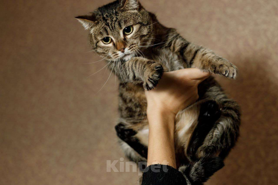 Кошки в Москве: Котик Граф в добрые руки Мальчик, Бесплатно - фото 2