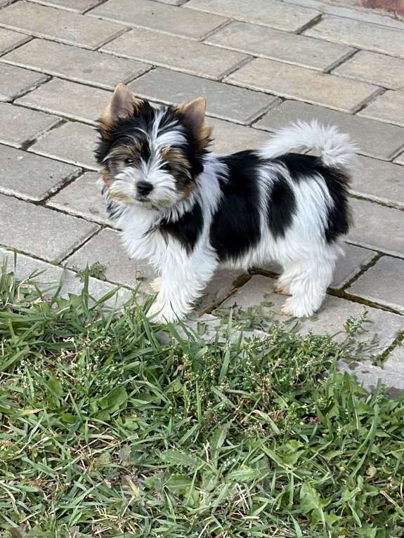 Собаки в других городах Владимирской области: Бивер девочка Девочка, 100 000 руб. - фото 2