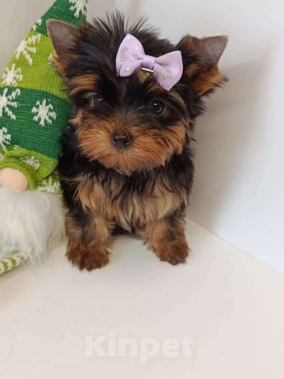 Собаки в других городах Московской области: Крошка Эля Девочка, 95 000 руб. - фото 5