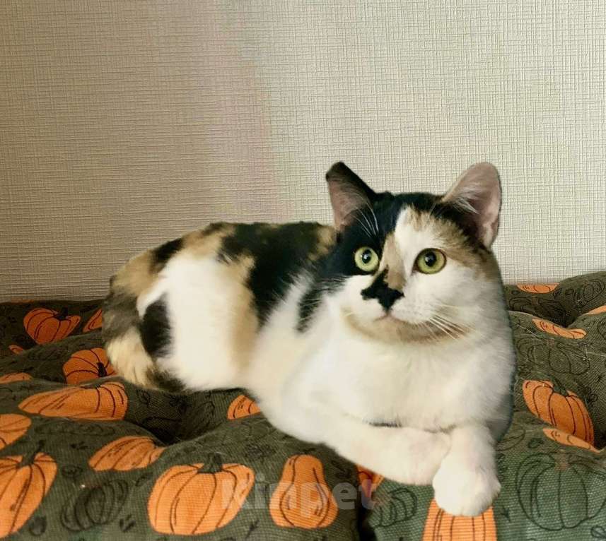 Кошки в Санкт-Петербурге: Кошечка ищет дом.  Девочка, Бесплатно - фото 5