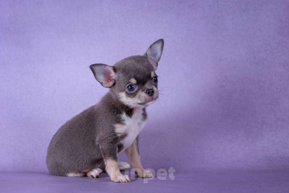 Собаки в Москве: Малышка голубого окраса Девочка, 85 000 руб. - фото 2