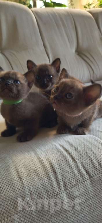 Кошки в Самаре: Котята бурманской породы Мальчик, 35 000 руб. - фото 6