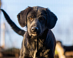 Собаки в Пушкино: Очаровательный щенок девочка Юла. Девочка, Бесплатно - фото 2