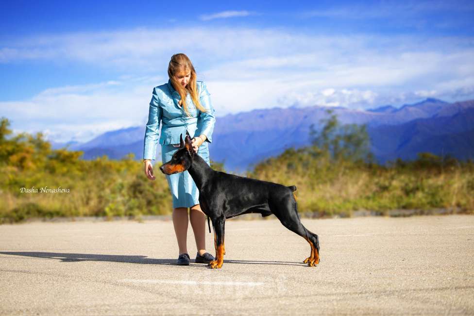 Собаки в Ейске: Добермвн вязка Мальчик, 30 000 руб. - фото 4