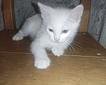 Кошки в Москве: Белый котенок Мальчик, 1 руб. - фото 2