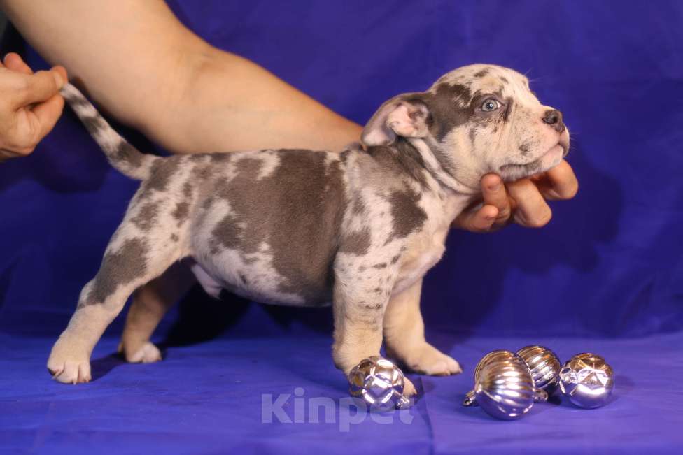 Собаки в Всеволожске: ММ ДЕМАР РОККО Мальчик, Бесплатно - фото 4