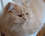 Кошки в Одинцово: Британская кошка Мальчик, Бесплатно - фото 2