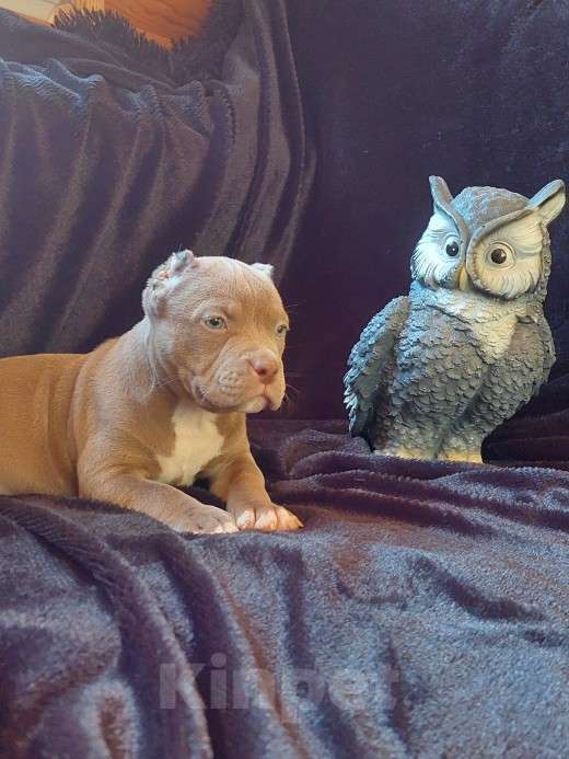 Собаки в других городах Московской области: Американские Девочка, 120 000 руб. - фото 6