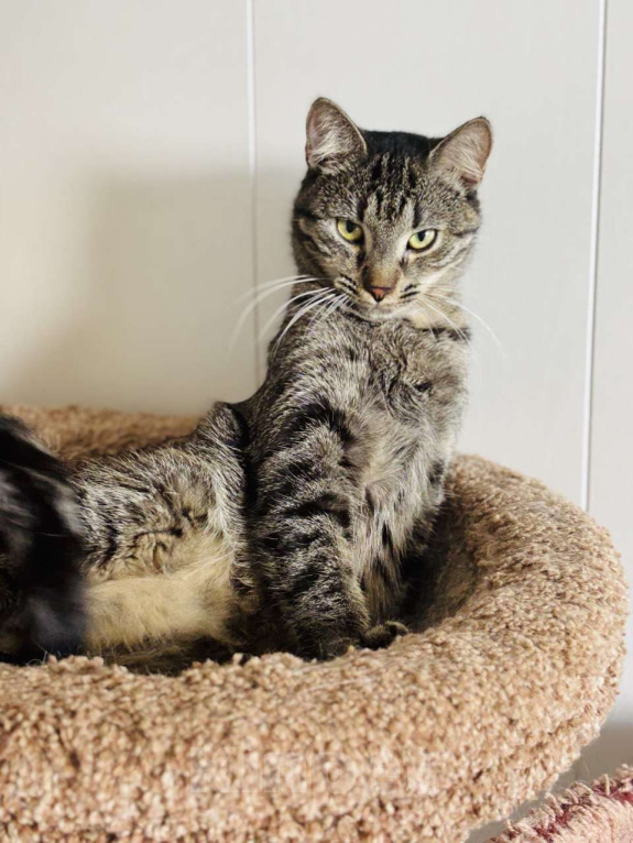 Кошки в Санкт-Петербурге: Ириска Девочка, Бесплатно - фото 3