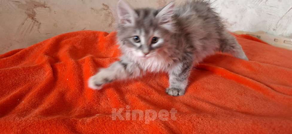 Кошки в Лобне: Продается высокопородный курильский бобтейл Девочка, 20 000 руб. - фото 3