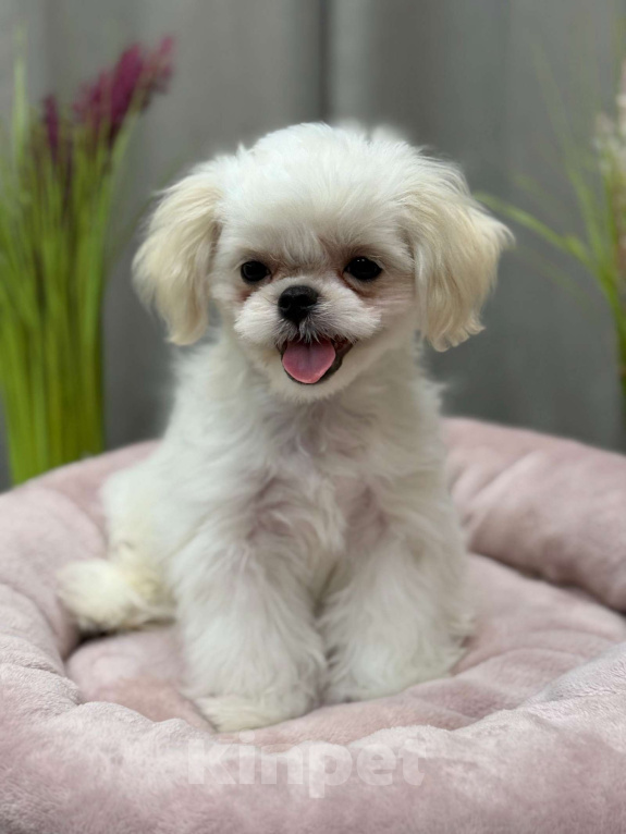 Собаки в Москве: Лакки. Эксклюзивное микро. Мальчик, 150 000 руб. - фото 3