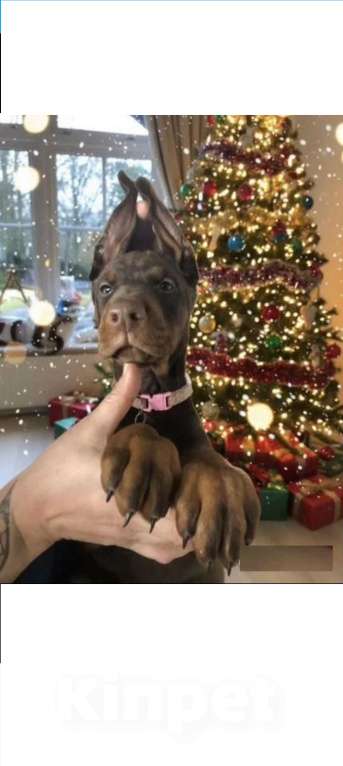 Собаки в Ростове-на-Дону: Щенки добермана  Девочка, 50 000 руб. - фото 8