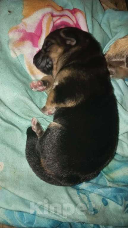 Собаки в Москве: Активистка Девочка, 1 000 руб. - фото 6