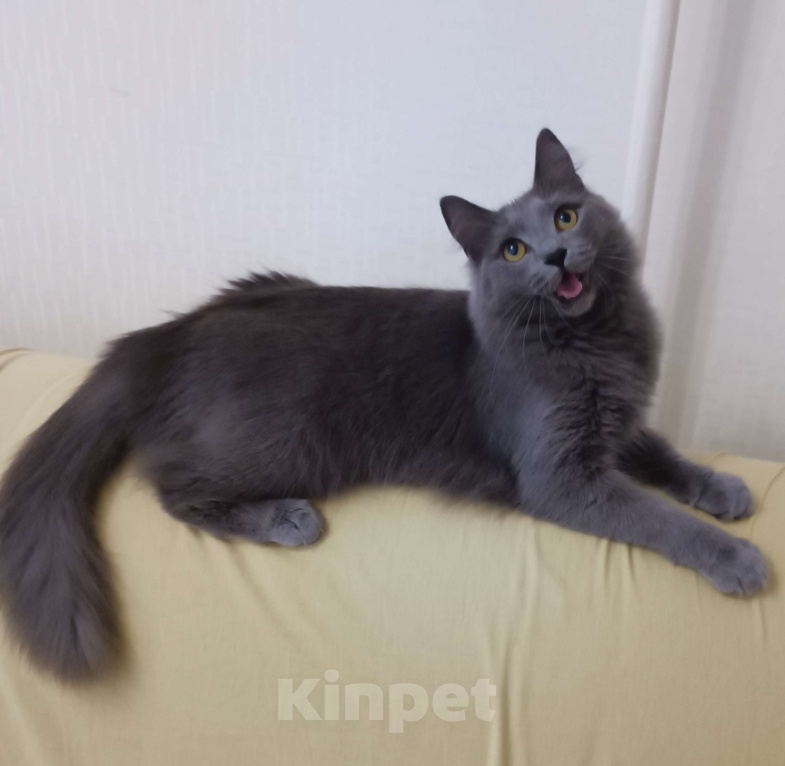 Кошки в других городах Московской области: Кошка Стефания в добрые руки Девочка, Бесплатно - фото 7