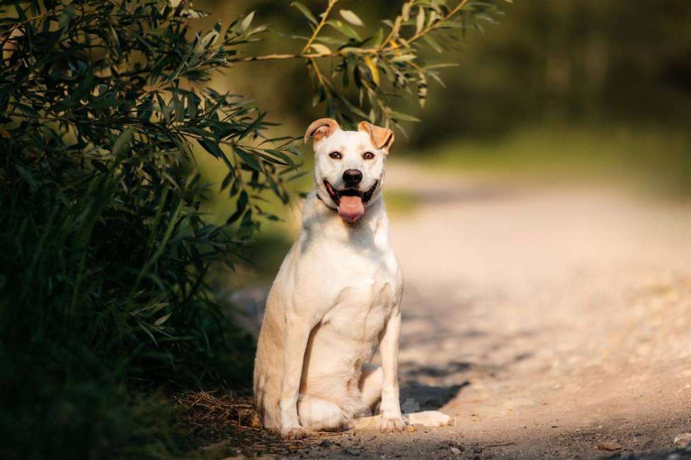 Собаки в Москве: Снежка. Метис стаффордширского терьера Девочка, Бесплатно - фото 3
