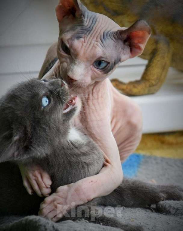 Кошки в Люберцах: Мальчишка программа DBE Мальчик, Бесплатно - фото 4