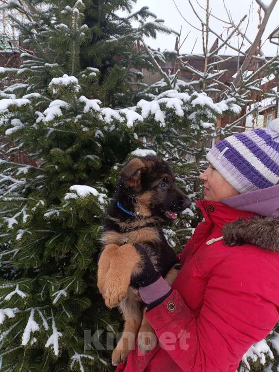 Собаки в Томске: Щенок немецкой овчарки Мальчик, 55 000 руб. - фото 2