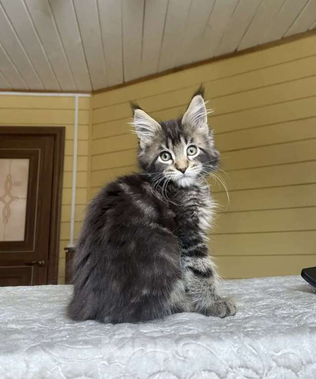 Кошки в других городах Московской области: Мейн-кун мальчишка❤️ Мальчик, 60 000 руб. - фото 2