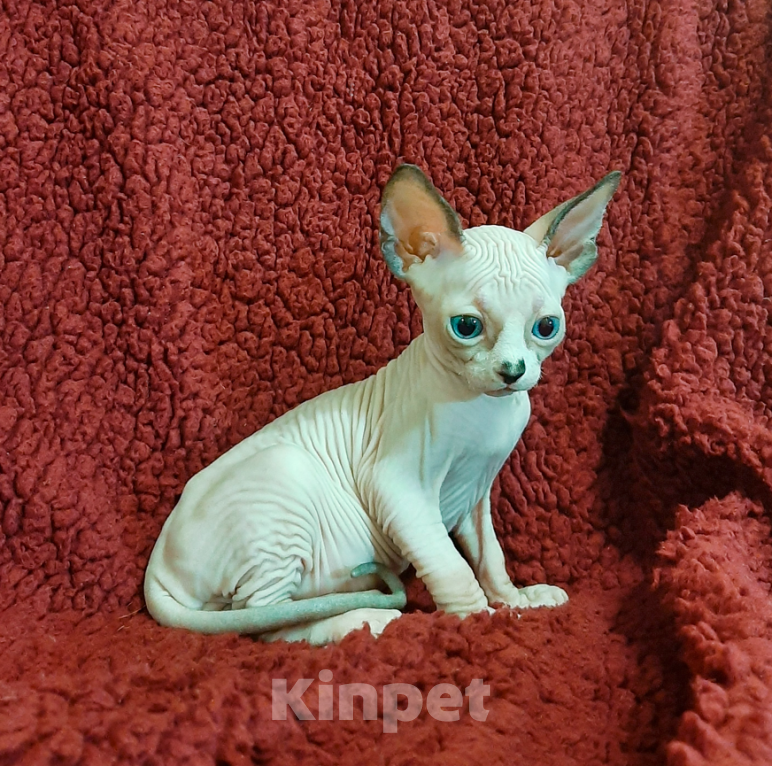 Кошки в Воронеже: Канадские сфинксы котята Мальчик, 10 000 руб. - фото 7