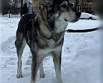 Собаки в Москве: Очень хорошая собачка, в самые Надежные руки!  Девочка, 100 руб. - фото 1