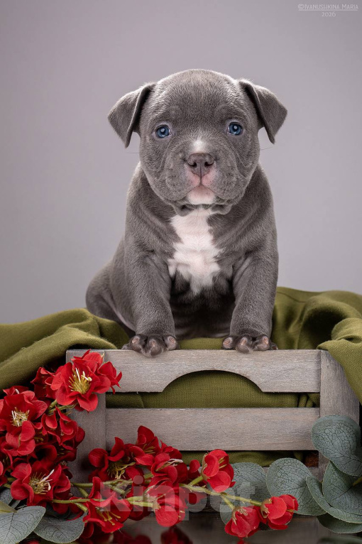 Собаки в Москве: Американский булли зайчик Мальчик, 240 000 руб. - фото 1