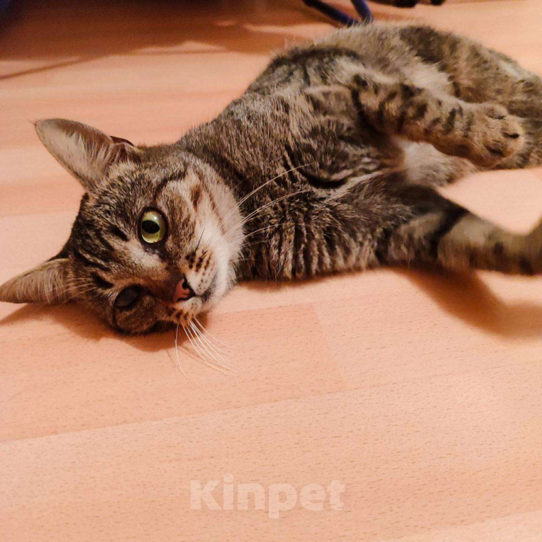 Кошки в Москве: Кошка Бусинка ищет дом! Девочка, Бесплатно - фото 3