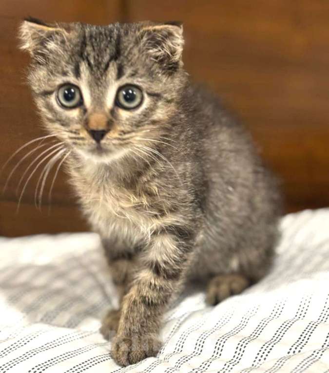 Кошки в Москве: Вислоухий Паша. Котенок в добрые руки. Мальчик, Бесплатно - фото 6