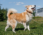 Собаки в Химках: Рыжий пес Мальчик, Бесплатно - фото 2
