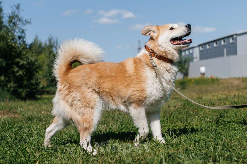 Собаки в Химках: Рыжий пес Мальчик, Бесплатно - фото 2