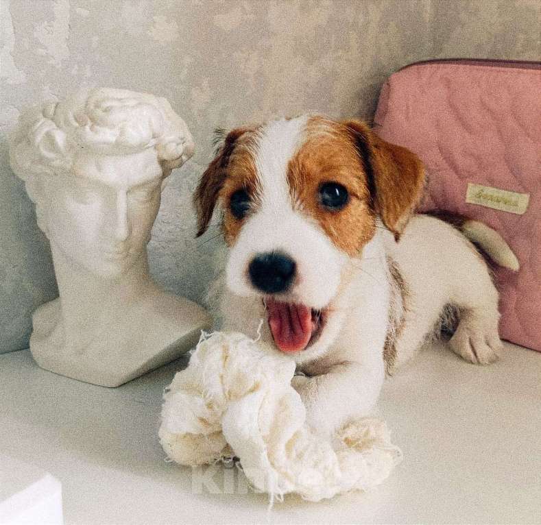 Собаки в Новосибирске: чистокровные щеночки джек рассел терьер Мальчик, 20 000 руб. - фото 4