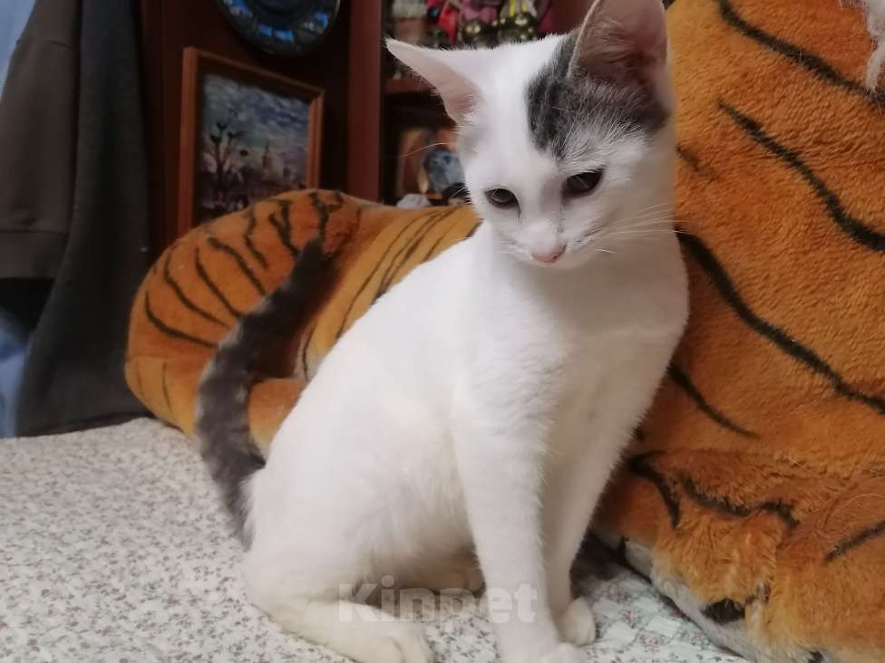 Кошки в Москве: Котёнок в добрые руки  Девочка, Бесплатно - фото 5