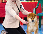 Собаки в Санкт-Петербурге: Сиба ину вязка с чемпионом Мальчик, 40 000 руб. - фото 4